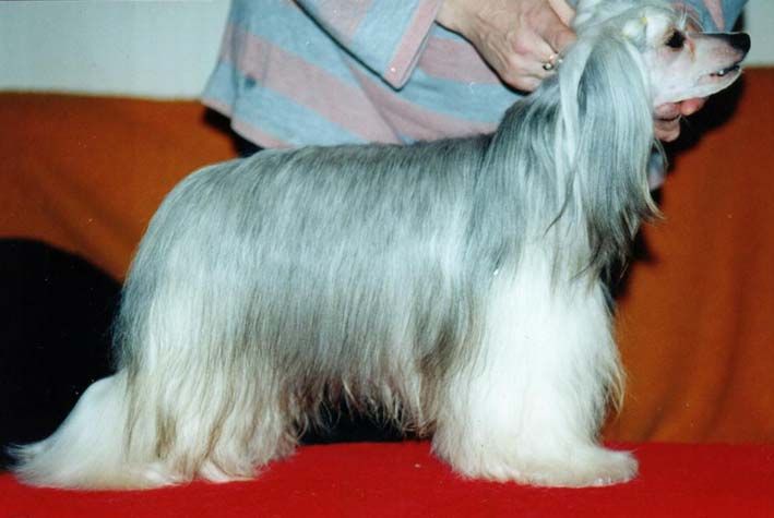 Zhannel's Hullabaloo