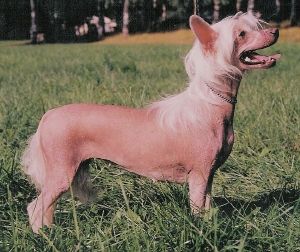 Zhannel's Inspiration