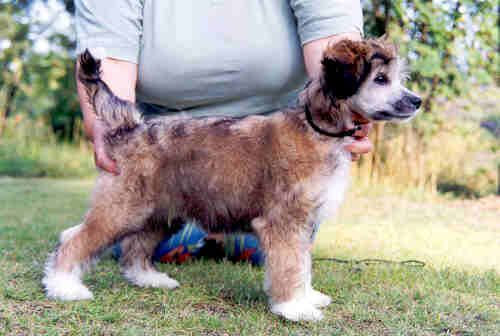 Zhannel's Quartermaster