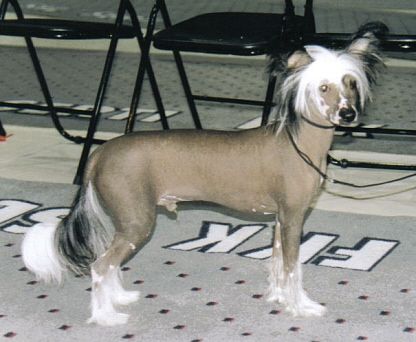 Zhannel's Ringleader