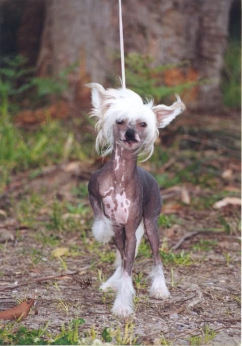 Zhouzhi Tianxia Dixiquan