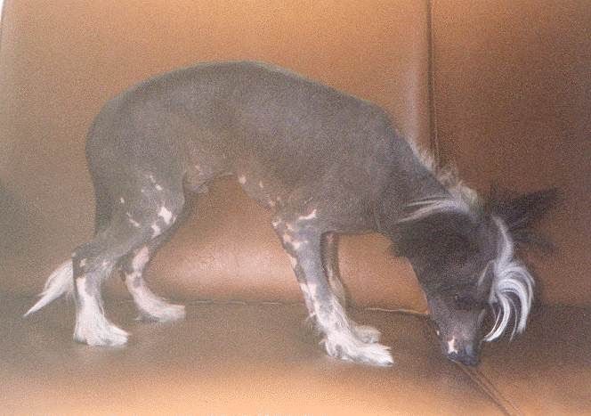 Ziglavys Alexander Lukas