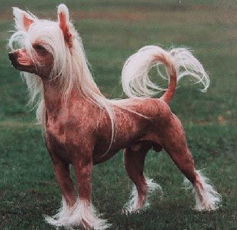 Zucci Fabulous Fantasy