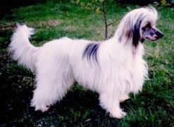 Zucci High Class Lady Of Jokima