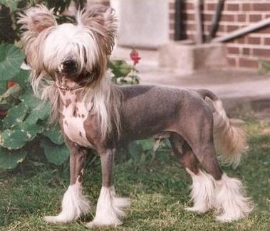 Zucci High Definition