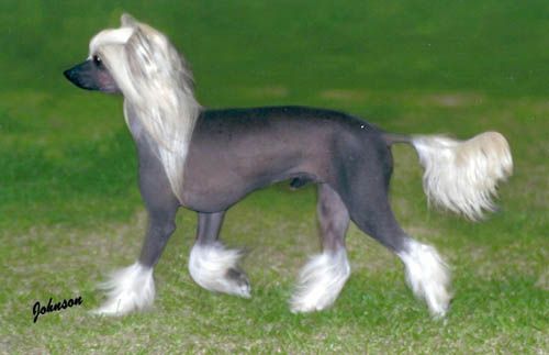 Zucci High Reputation