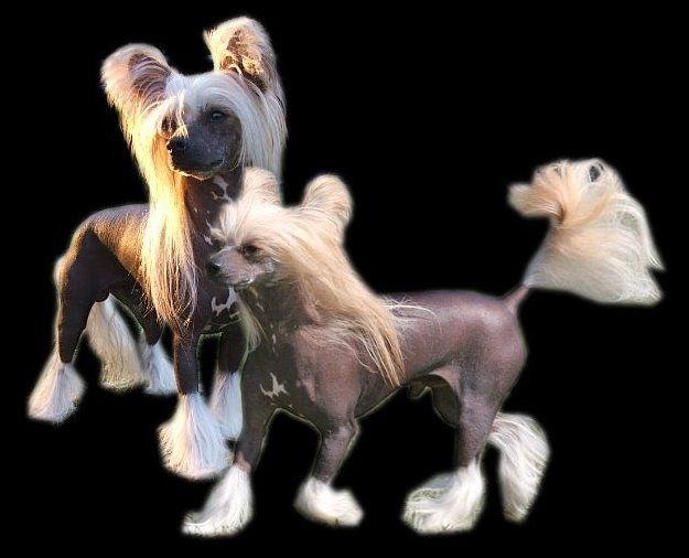 Dragon Moon Exquisite