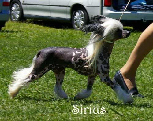 Mohawk In The Line Of Fire