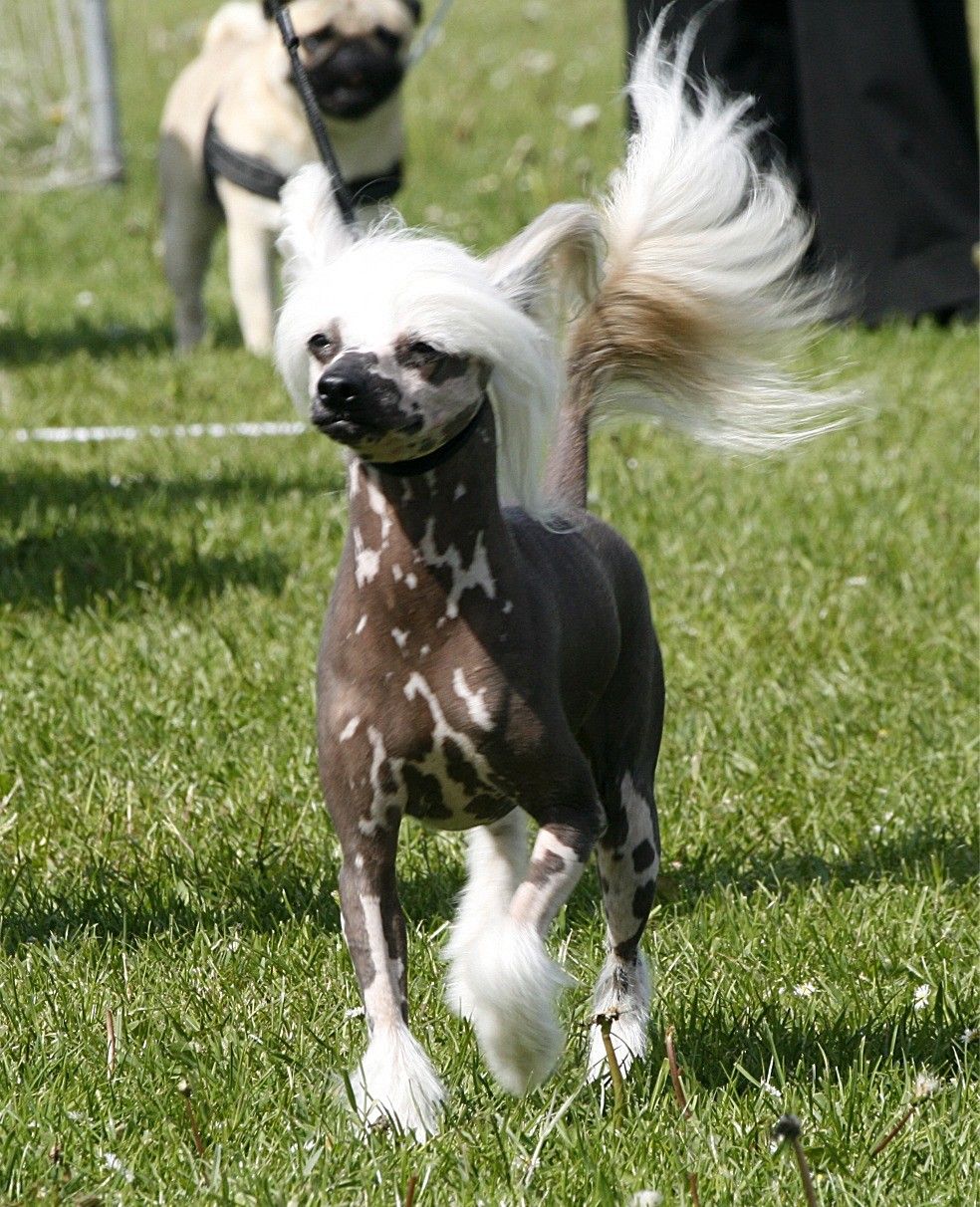 Reject's One and Only Gizmo