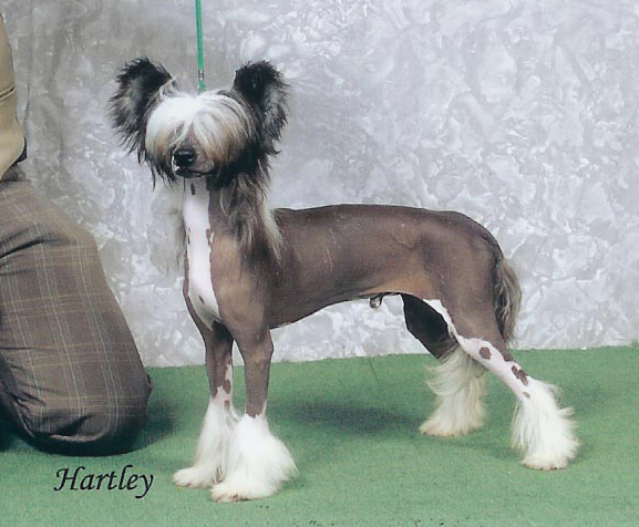 Zucci Too Hot To Handle To Vanitonia