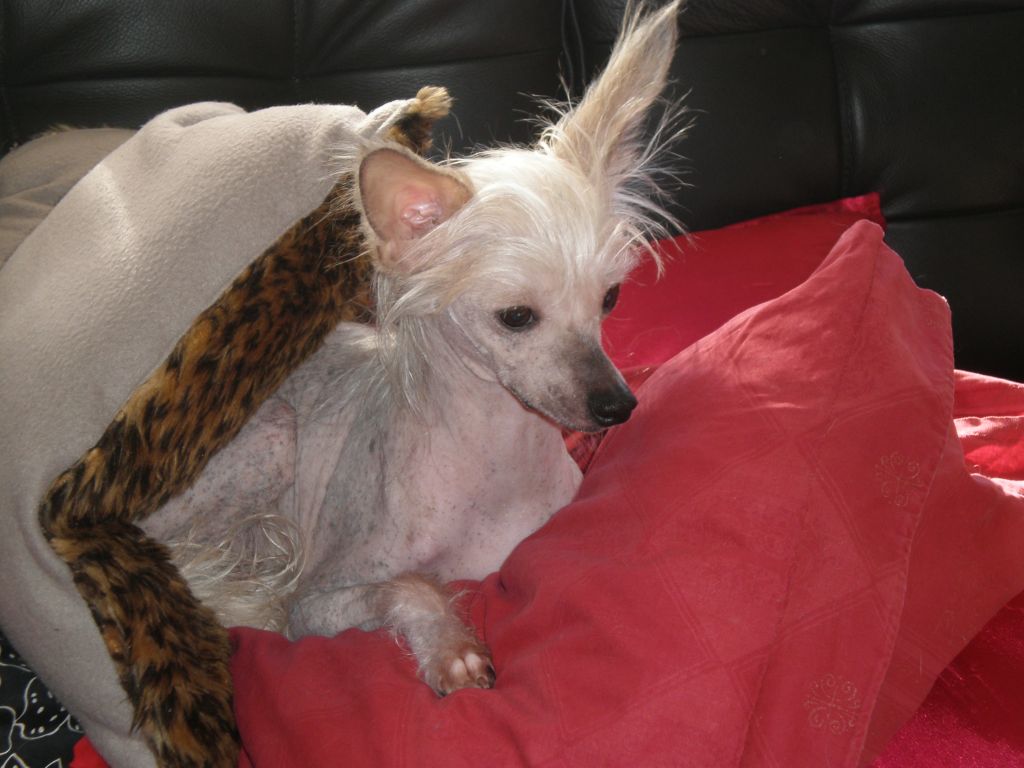 Eugenios Summer Blossom