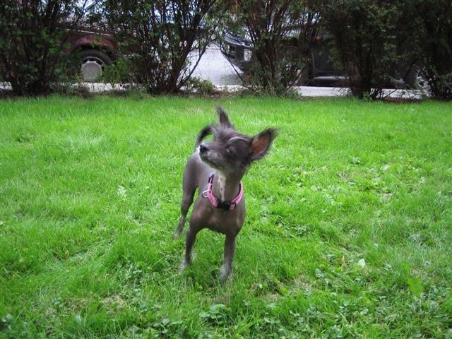 Qu-Ya-Va's Small Black Symphonia