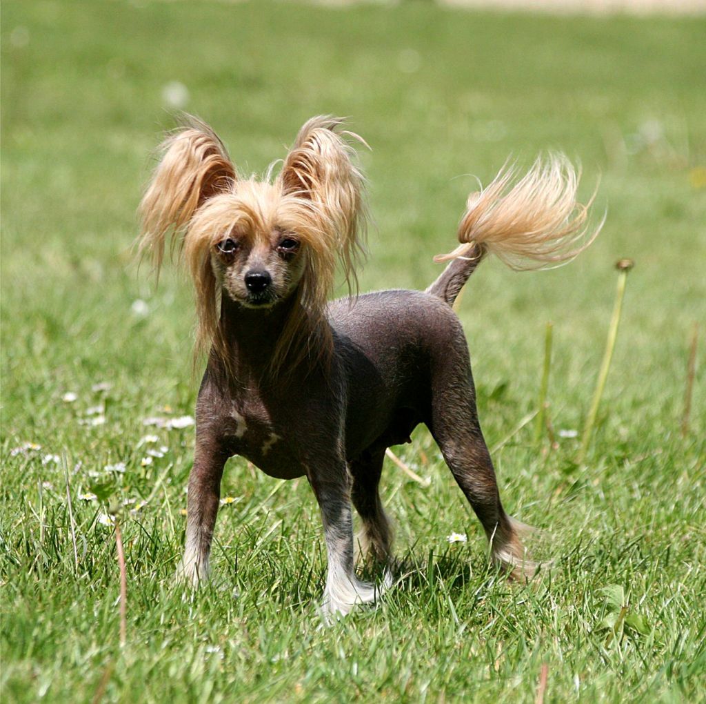 Sasquehanna Laszka Germanika