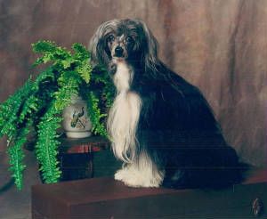 Yorcrechi Black Narcissus