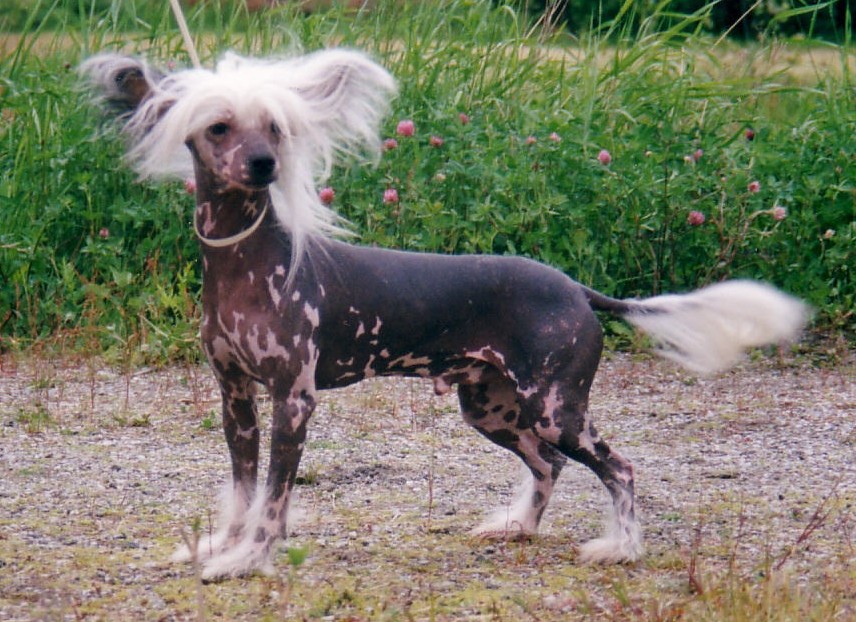 Eugenios Sweet And Crazy