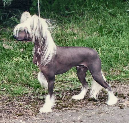 Eugenios Flying Pterodon