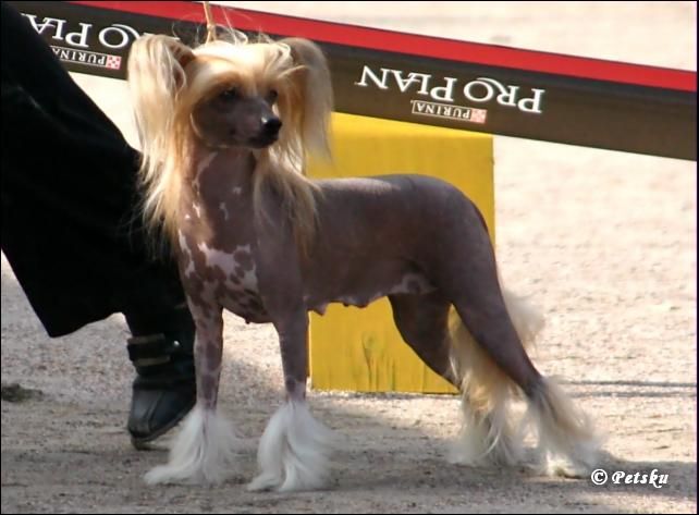 Sasquehanna Finezja Zikkurat