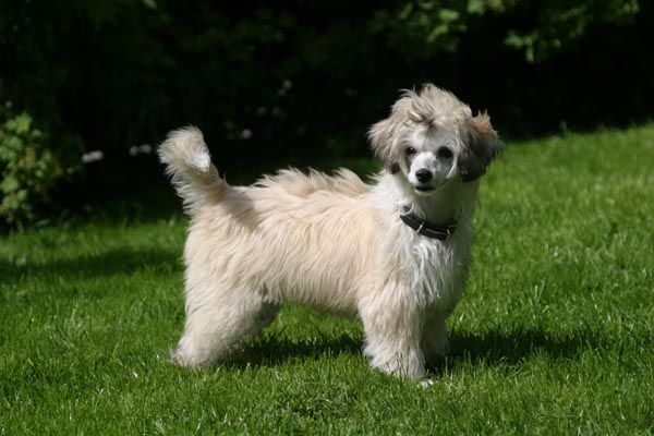 Groli's Ronja Ramona