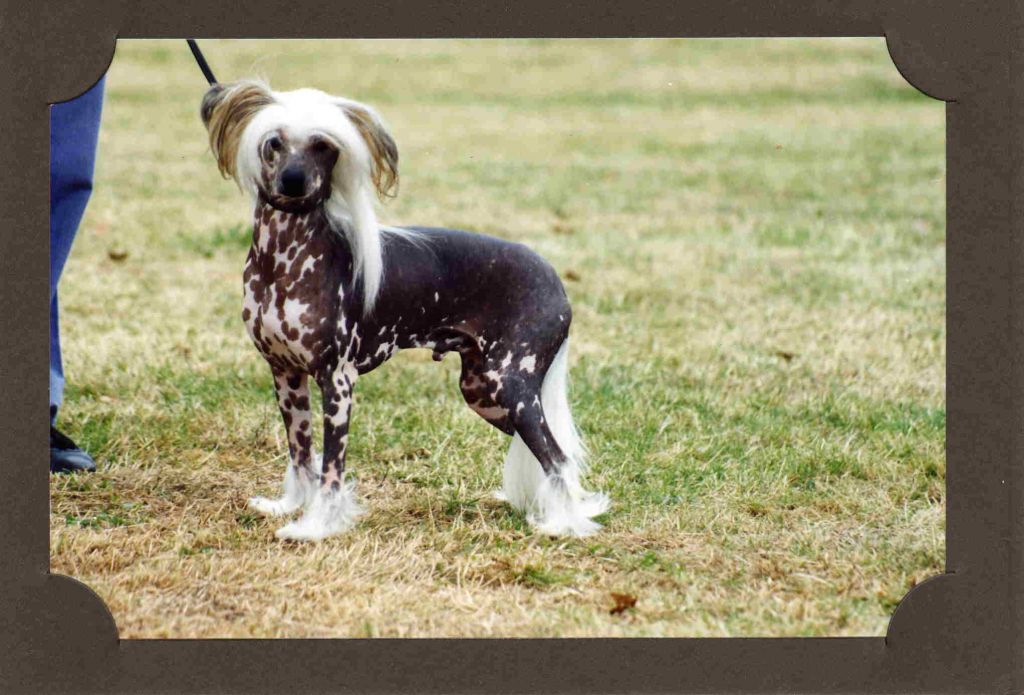 Alltot Ben Gunn At Fawncrest  JW