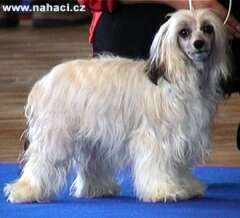 Anabuco Sarah Valenzo