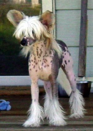 Angelcrest In Cahoots