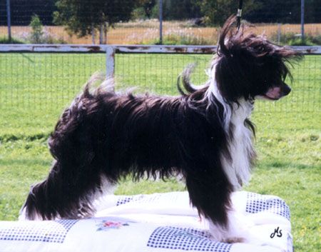 Angel From House Off Angie