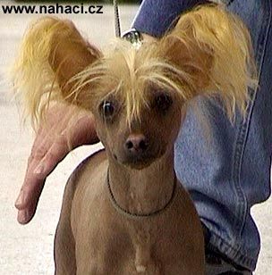 Anthony New Ro-Da-Gu