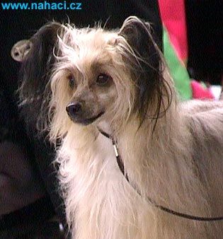 Atishoo New Ro-Da-Gu