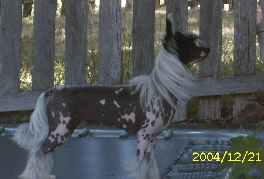 Chinois White Orchid