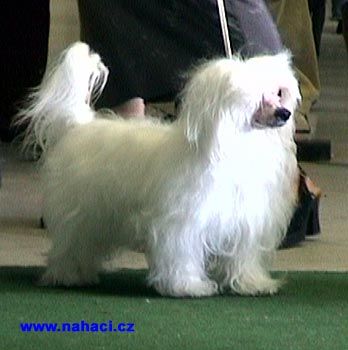 A White Prince Lasky Dar