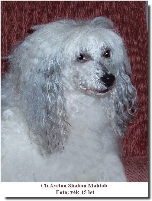 Ayrton Shalom Mahtob