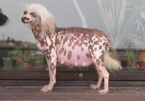 Babsi Choco Od Chlpiku