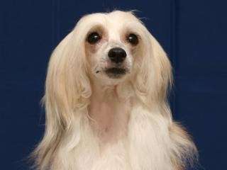 Bella Stella Hot Chocolate