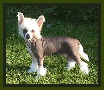 Belshaw's Very Valentino