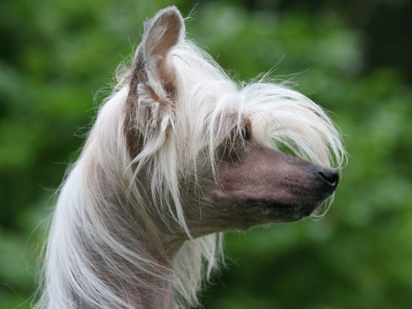 Bonzer's Chantilly Lace