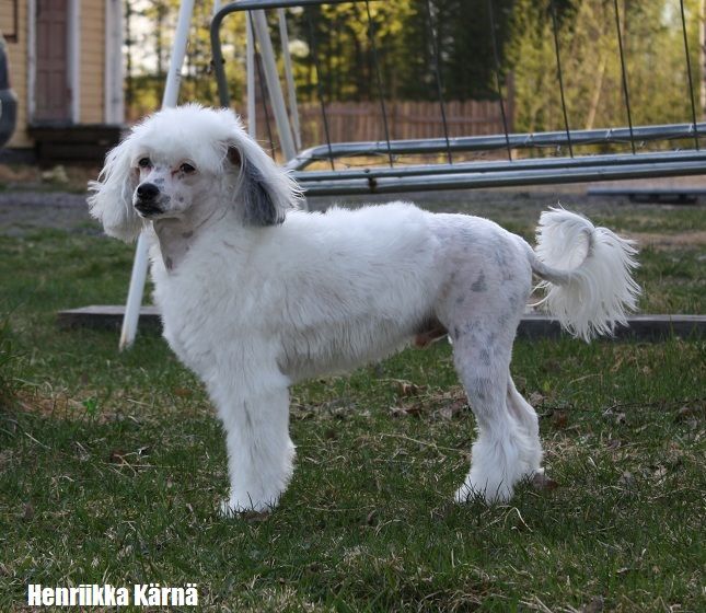 Calibra's Wuff I'm Puff