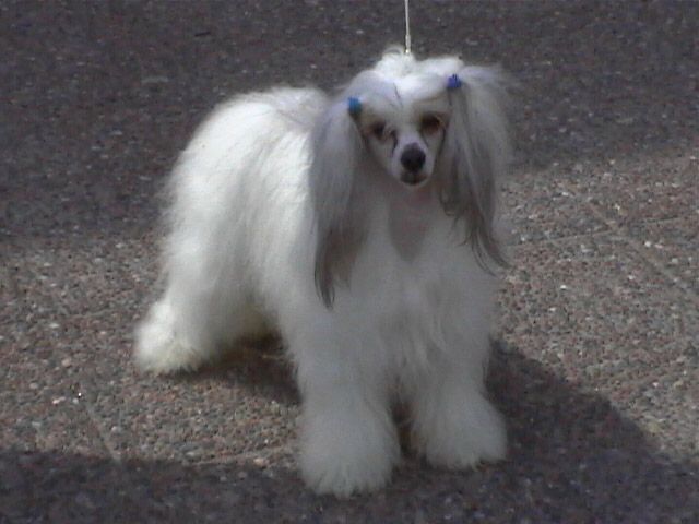 Camelina's Magnifico