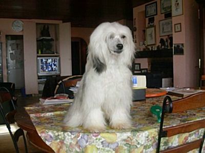 Charly's Angel Of Honeycroft