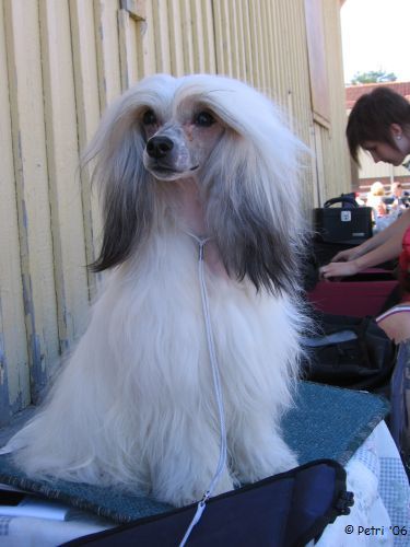 Chattanooga's I Got Stung