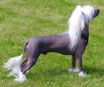 Chinese Pearl King Charles