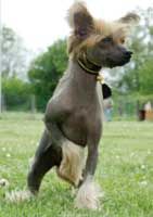 Cinnamon Showgirl De GabriTho