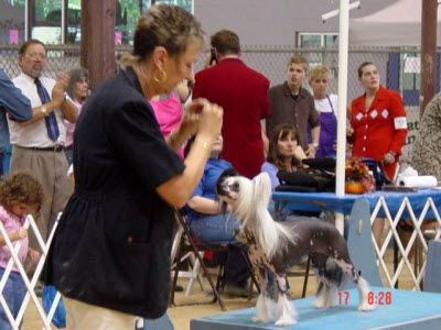 Crazy Horse Lola Cabana, DOM