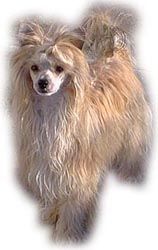 Crestars Bluz Kruz Butterfly