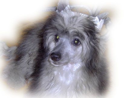 Crestars Dazzling With Lynn