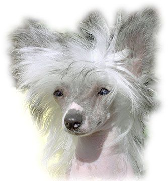 Crestars Dezzemania Deville