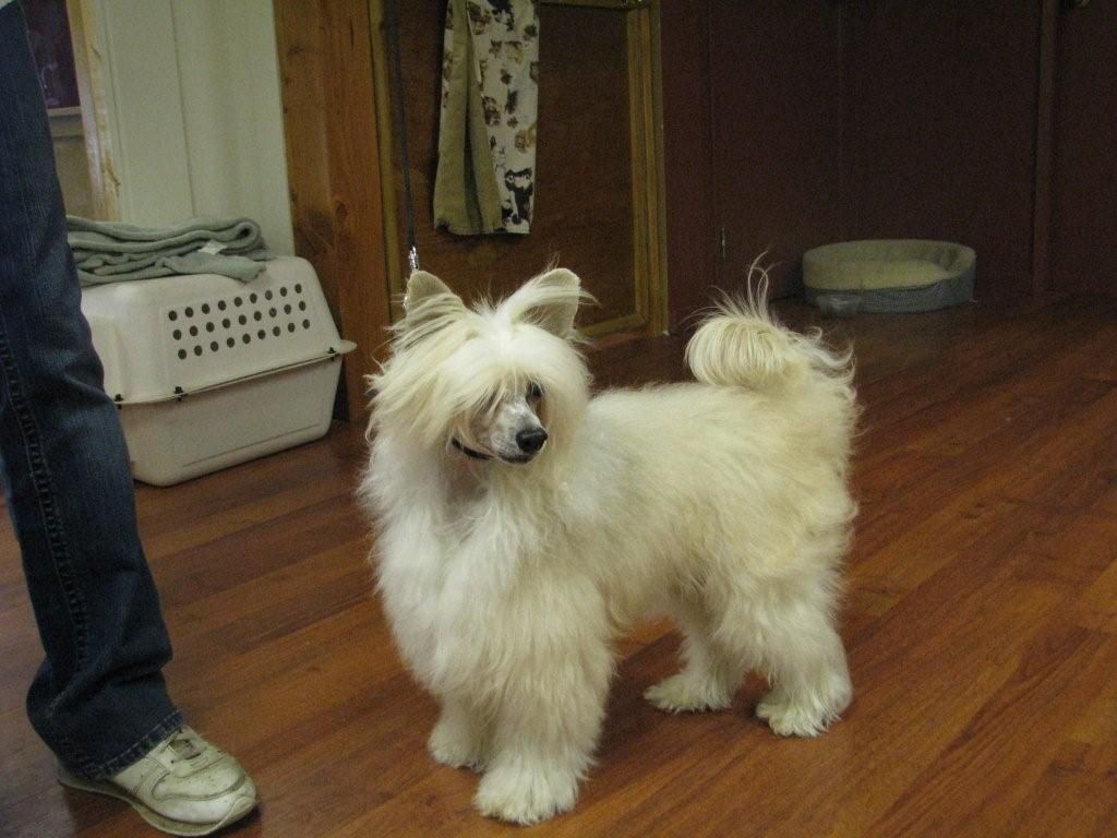 Crestars Double Xposure