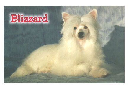 Crestars Frosty Blizzard