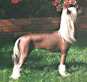 Crestars Optical Attraction