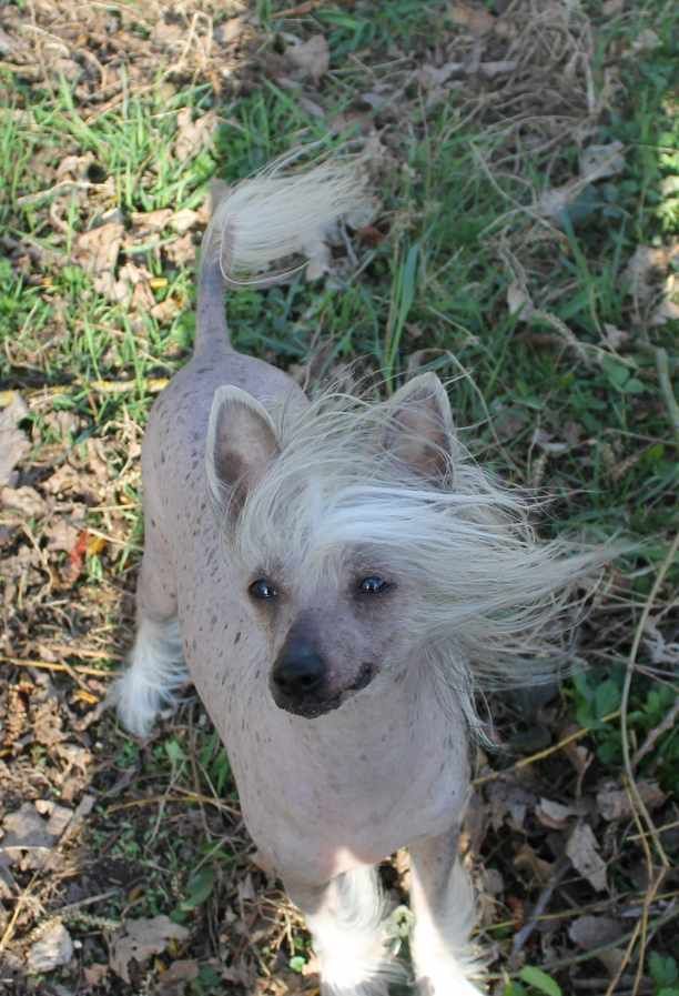 Crestars Zed Pour Top Model