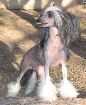 Crest-Vue's Black Ice